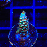 TSA Mango Passion Tenuis Acropora Coral