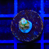 TSA Mango Passion Tenuis Acropora Coral