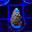 TSA Mango Passion Tenuis Acropora Coral