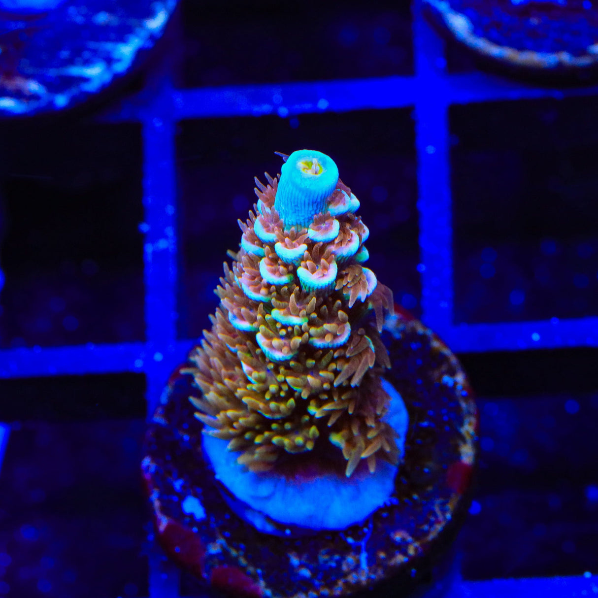 TSA Mango Passion Tenuis Acropora Coral