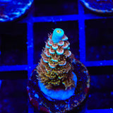 TSA Mango Passion Tenuis Acropora Coral
