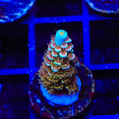 TSA Mango Passion Tenuis Acropora Coral