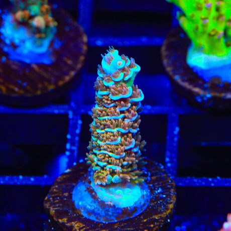 TSA Mango Passion Tenuis Acropora Coral