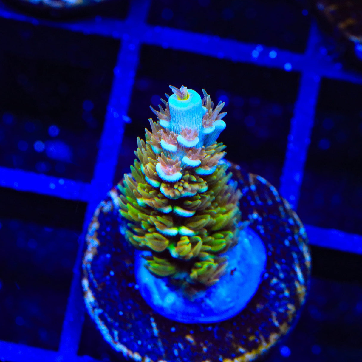 TSA Mango Passion Tenuis Acropora Coral