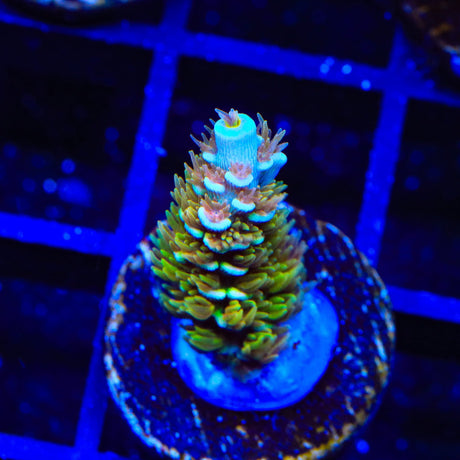 TSA Mango Passion Tenuis Acropora Coral