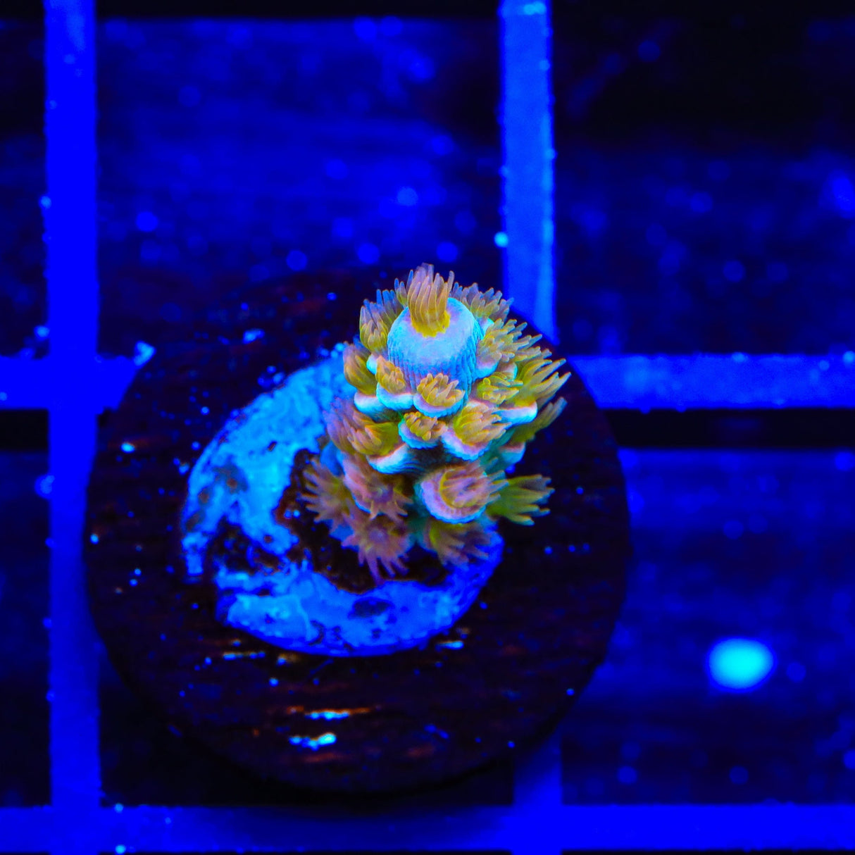 TSA Mango Passion Tenuis Acropora Coral