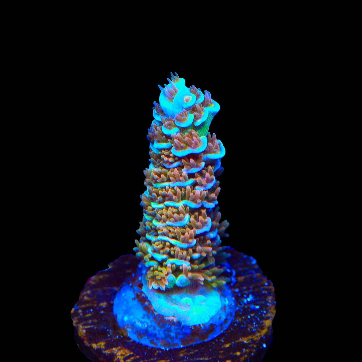 TSA Mango Passion Tenuis Acropora Coral