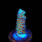 TSA Mango Passion Tenuis Acropora Coral