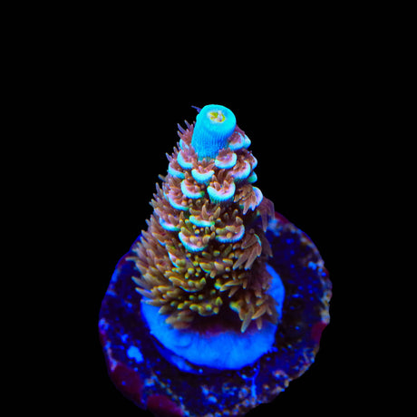 TSA Mango Passion Tenuis Acropora Coral