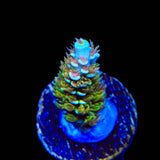 TSA Mango Passion Tenuis Acropora Coral