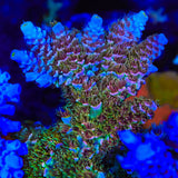 TSA Mango Passion Tenuis Acropora Coral
