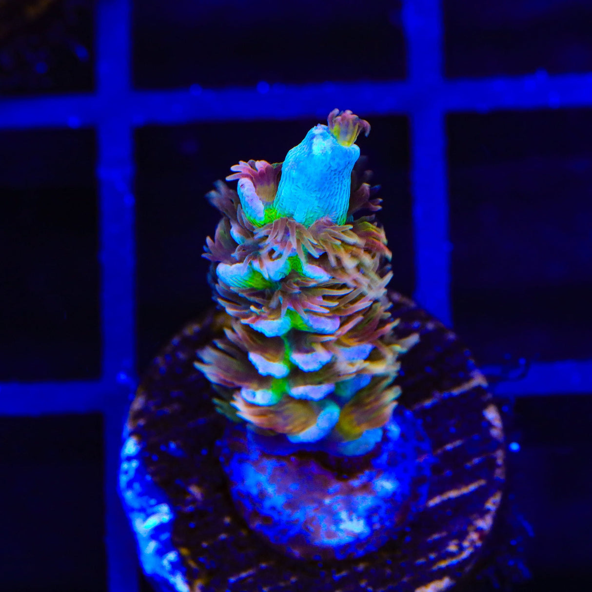 TSA Mango Passion Tenuis Acropora Coral