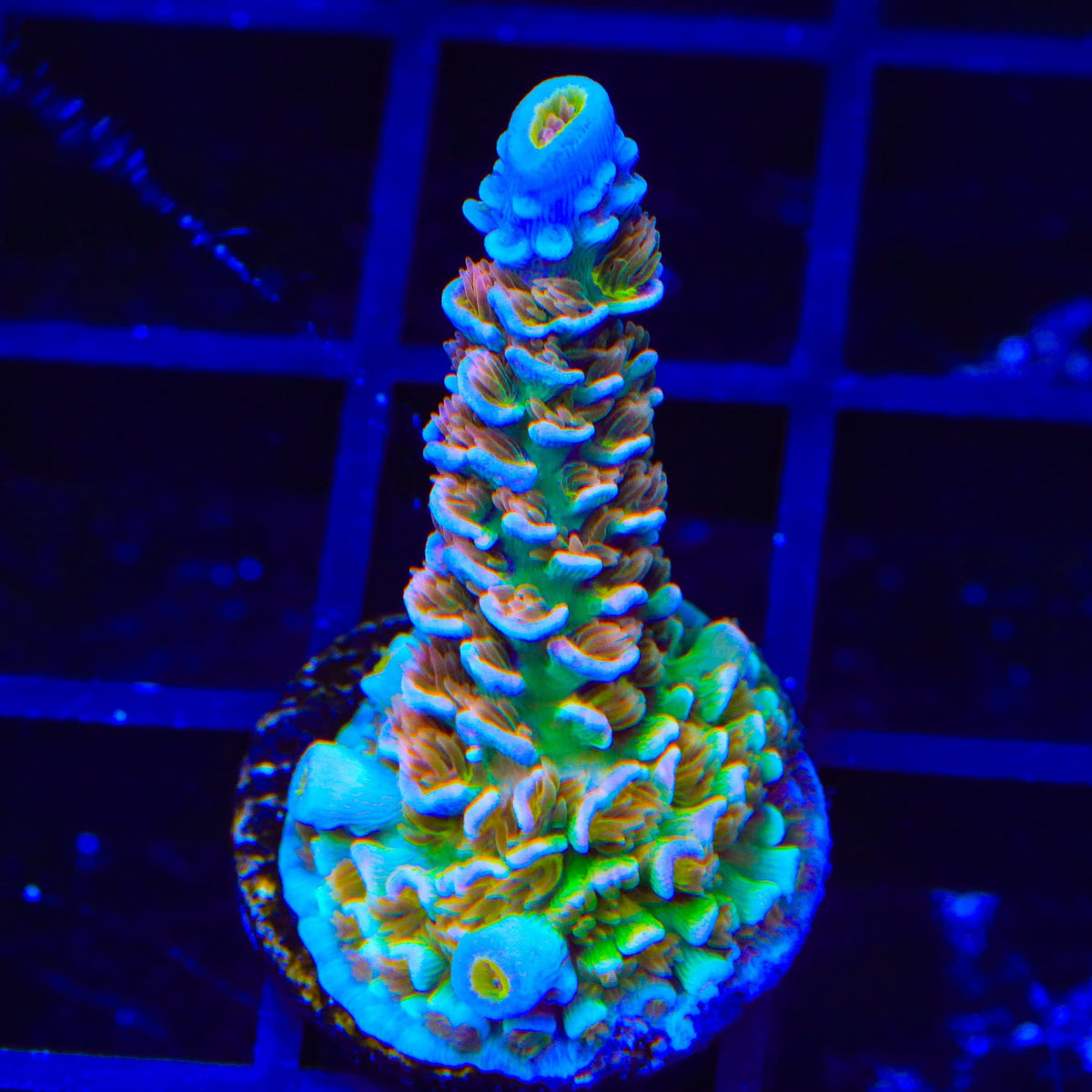 TSA Mango Passion Tenuis Acropora Coral