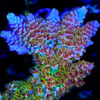 TSA Mango Passion Tenuis Acropora Coral