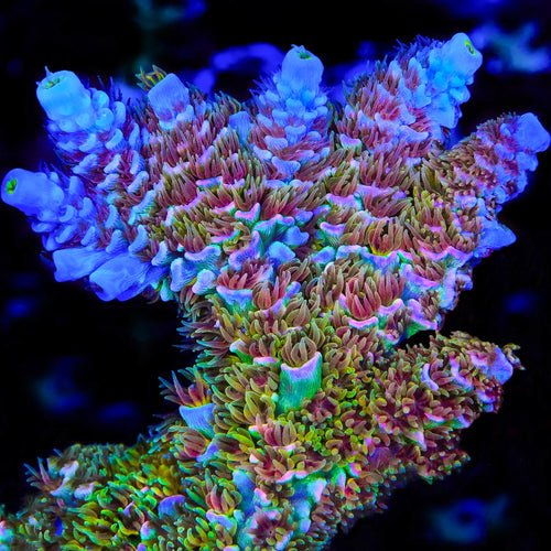 TSA Mango Passion Tenuis Acropora Coral