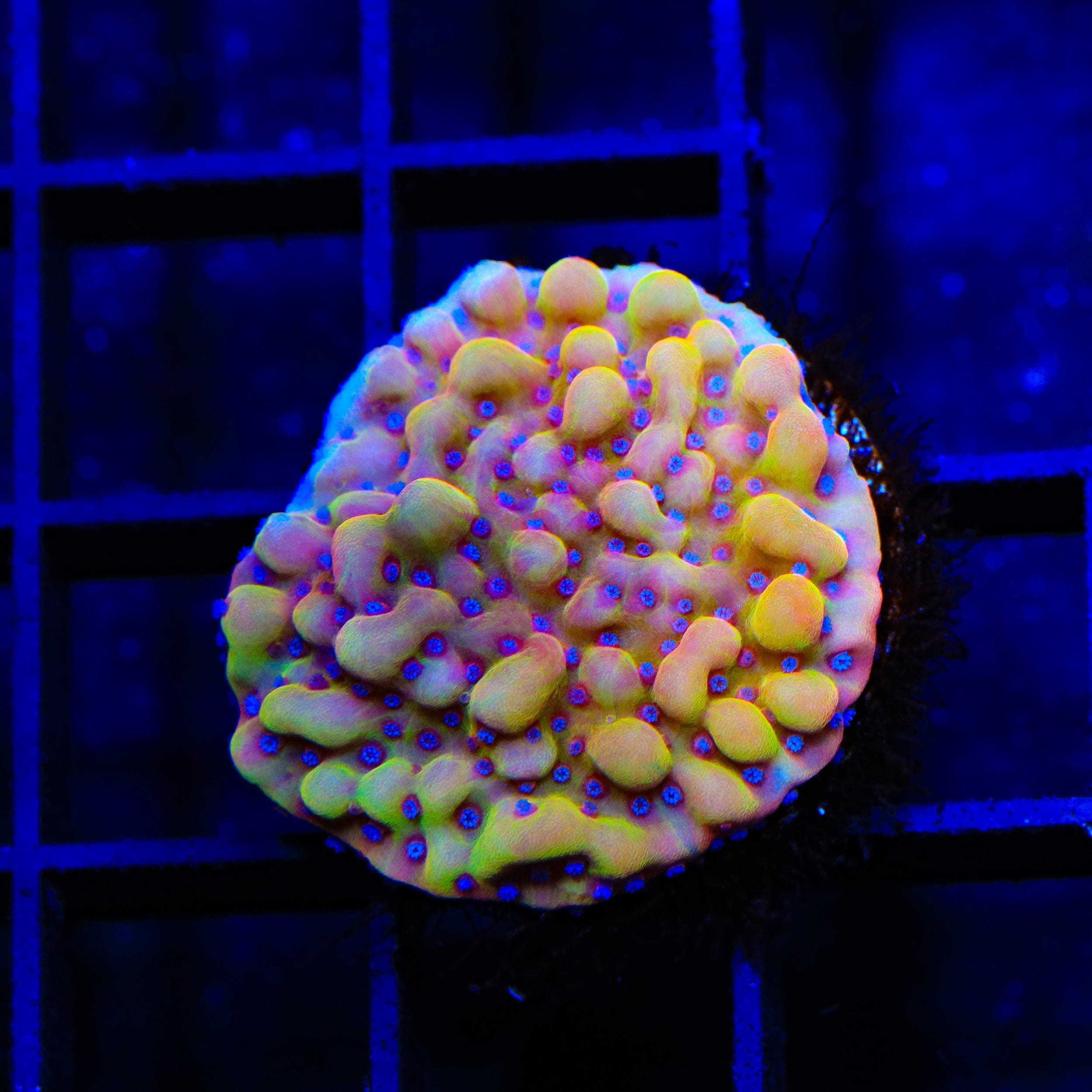 TSA Mango Tango Montipora Coral – Top Shelf Aquatics
