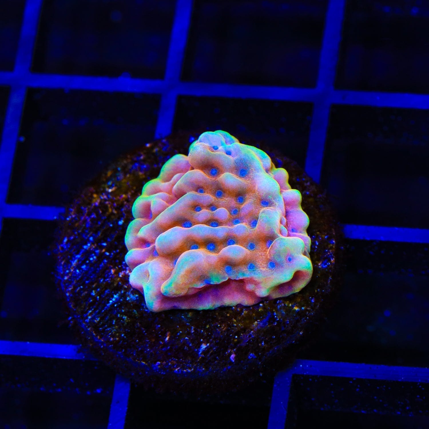 TSA Mango Tango Montipora Coral – Top Shelf Aquatics