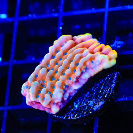 TSA Mango Tango Montipora Coral