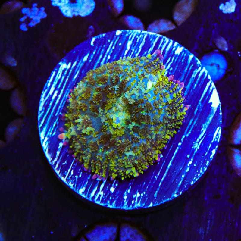 TSA Mardi Gras Bounce Mushroom Coral