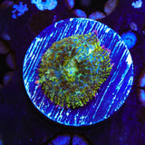TSA Mardi Gras Bounce Mushroom Coral
