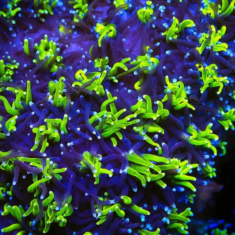 TSA Mardi Gras Galaxea Coral