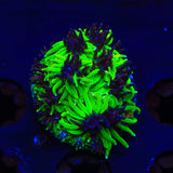TSA Mardi Gras Galaxea Coral