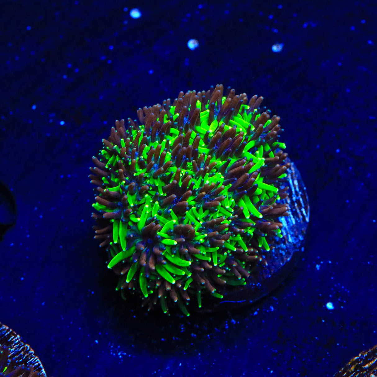 TSA Mardi Gras Galaxea Coral