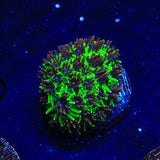 TSA Mardi Gras Galaxea Coral