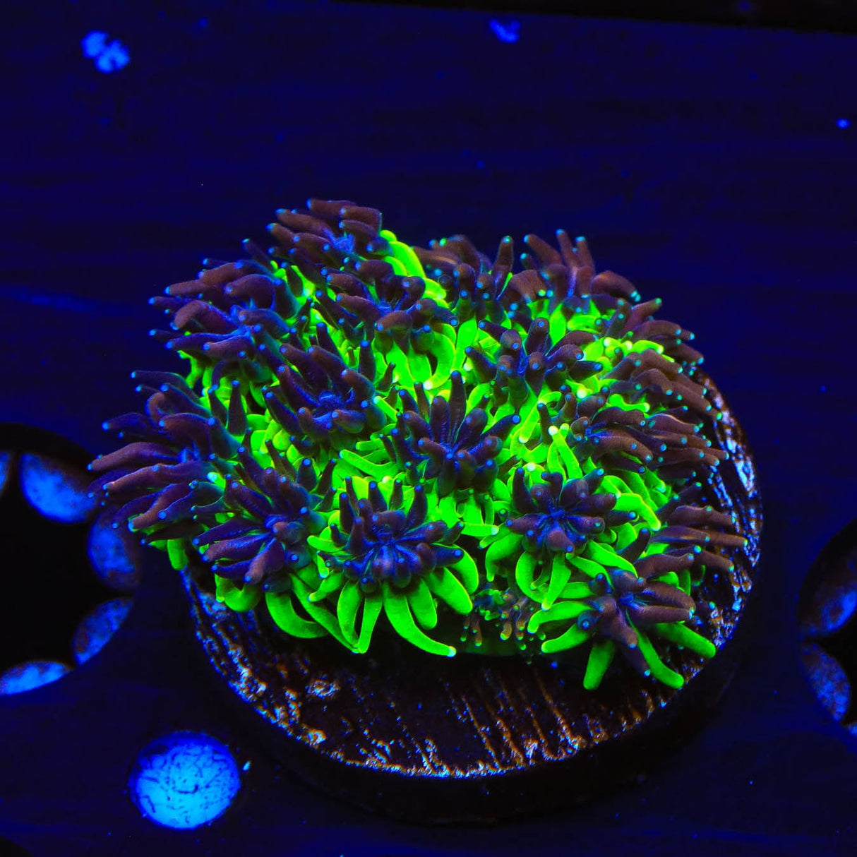 TSA Mardi Gras Galaxea Coral