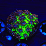 TSA Mardi Gras Galaxea Coral
