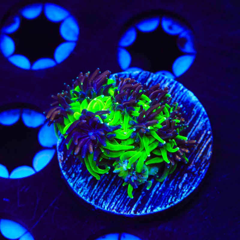TSA Mardi Gras Galaxea Coral