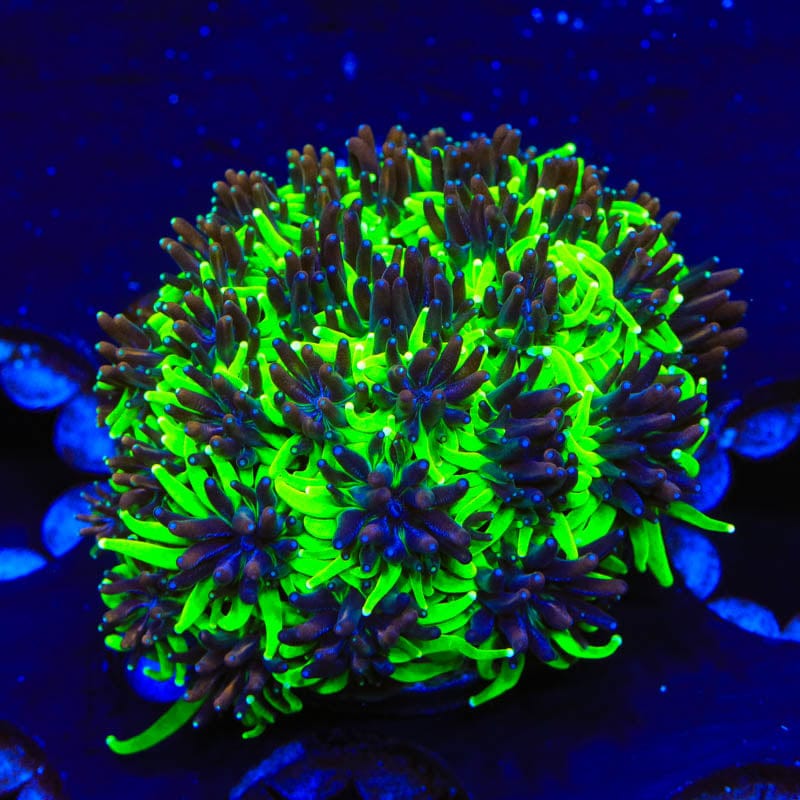 TSA Mardi Gras Galaxea Coral