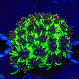 TSA Mardi Gras Galaxea Coral