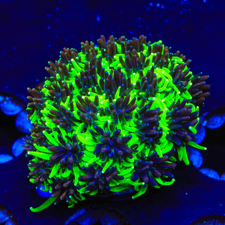 TSA Mardi Gras Galaxea Coral