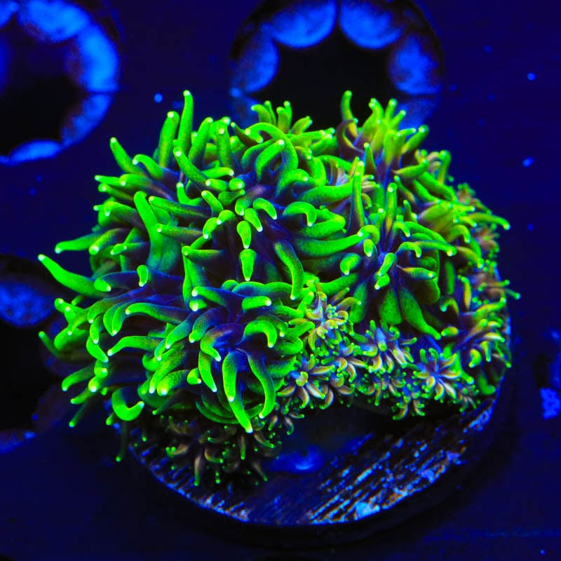 TSA Mardi Gras Galaxea Coral