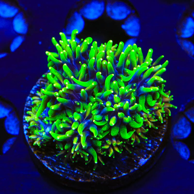 TSA Mardi Gras Galaxea Coral