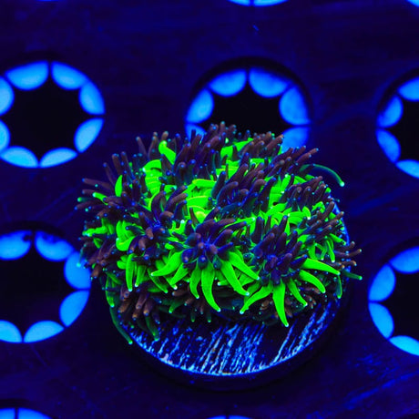 TSA Mardi Gras Galaxea Coral