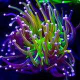 TSA Mardi Gras Torch Coral