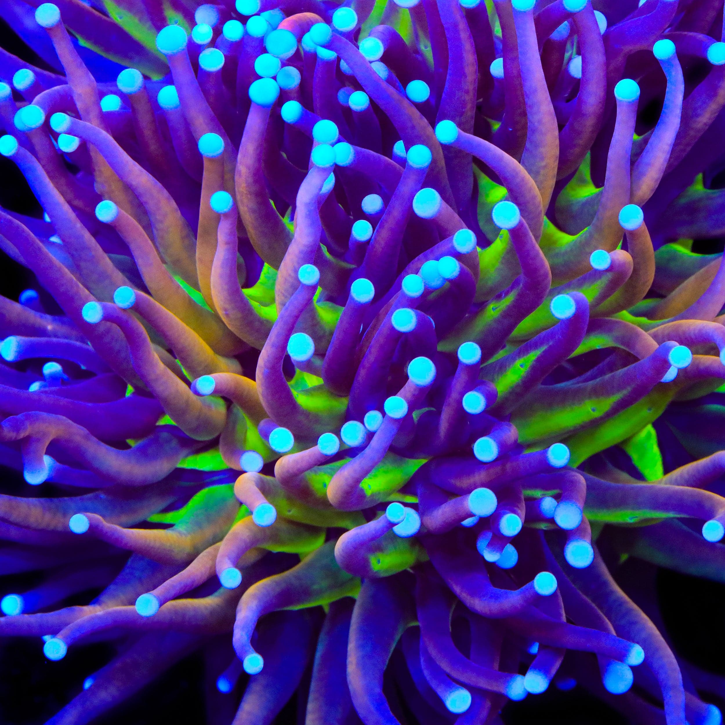TSA Mardi Gras Torch Coral