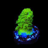 TSA Margaritaville Acropora Coral