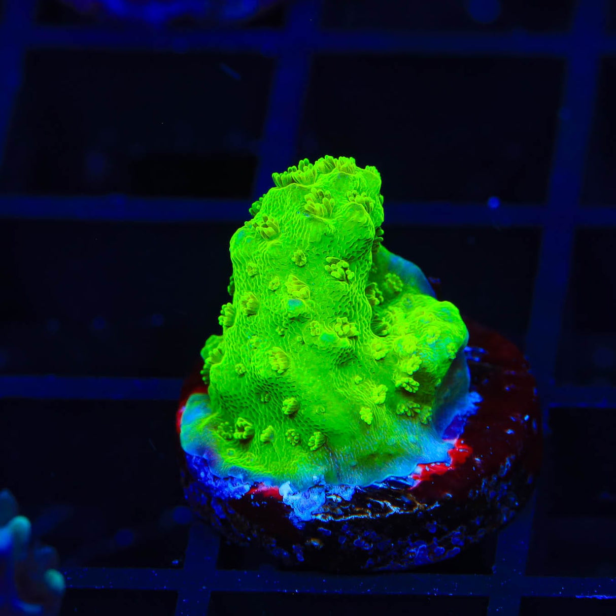 TSA Margaritaville Acropora Coral