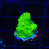 TSA Margaritaville Acropora Coral