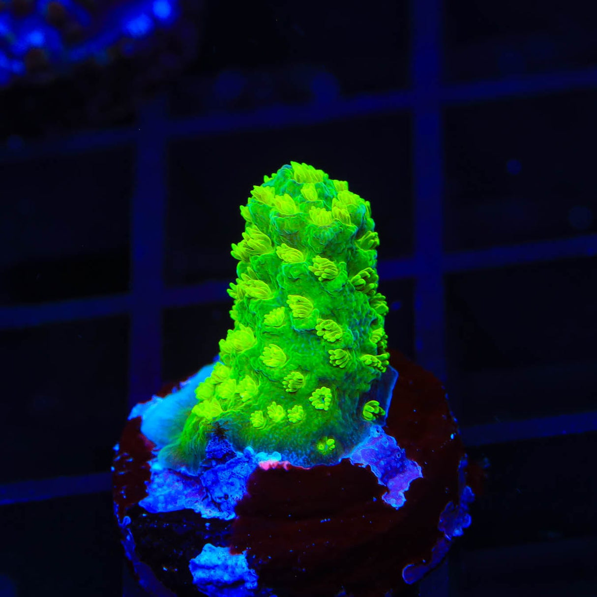 TSA Margaritaville Acropora Coral
