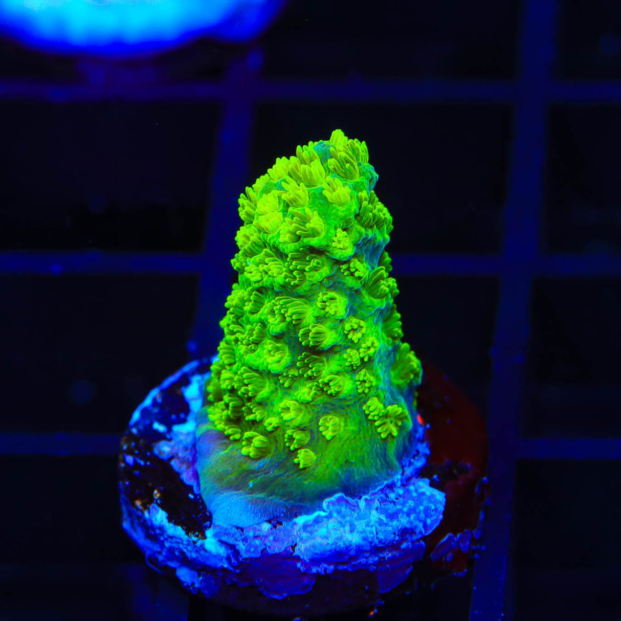 TSA Margaritaville Acropora Coral