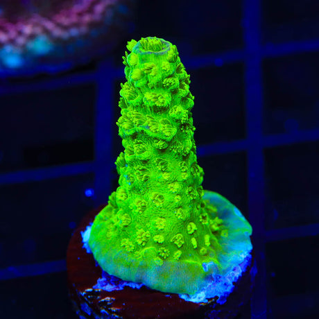 TSA Margaritaville Acropora Coral