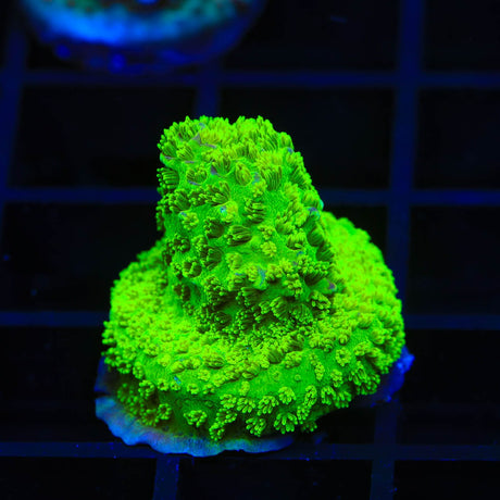 TSA Margaritaville Acropora Coral