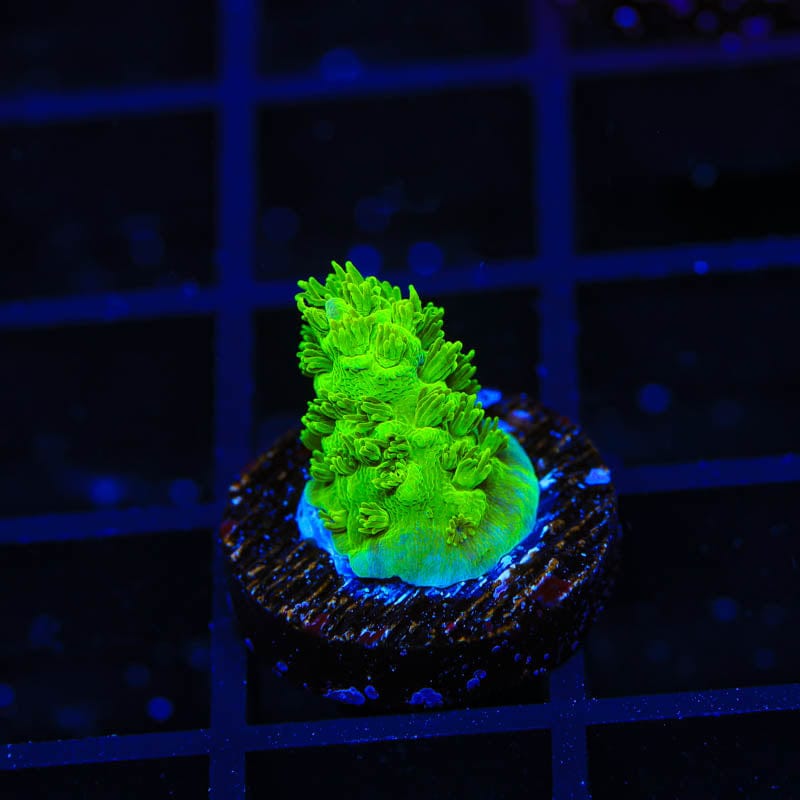 TSA Margaritaville Acropora Coral