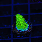 TSA Margaritaville Acropora Coral