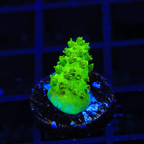 TSA Margaritaville Acropora Coral
