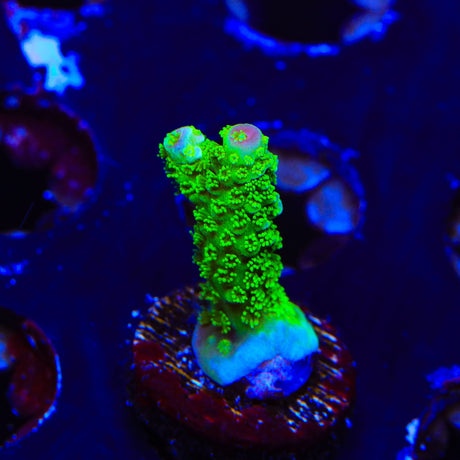 TSA Margaritaville Acropora Coral